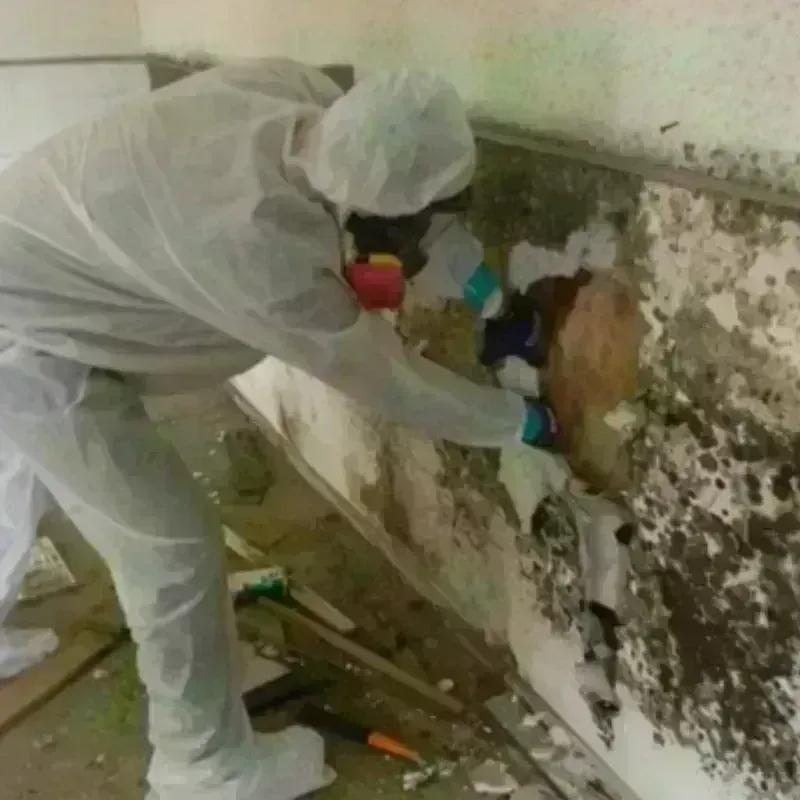 Mold Remediation and Removal in Gilbert, AZ